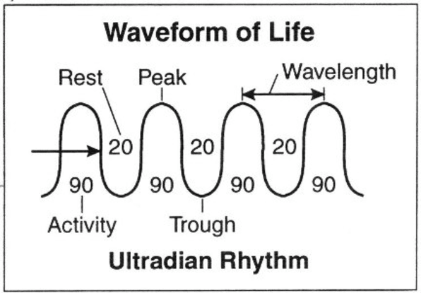 ultradian rhythm productivity break cycle